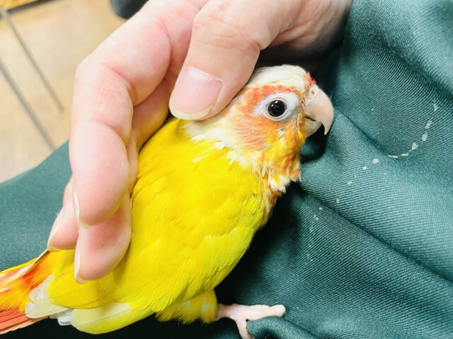 ホオミドリウロコインコ