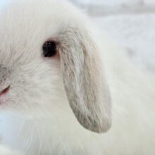 マシュマロちゃん🫧ふわもこ🐰ホーランドロップ(フロスティ) 男の子