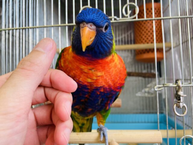 ゴシキセイガイインコ