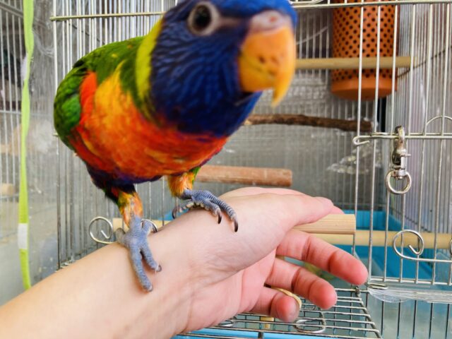 ゴシキセイガイインコ