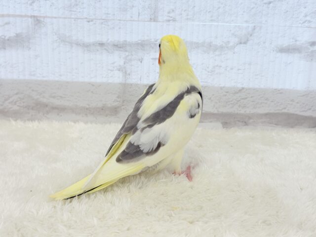 オカメインコ