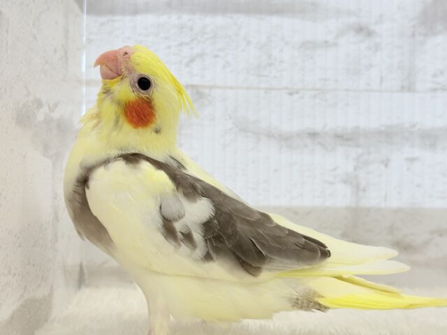 オカメインコ