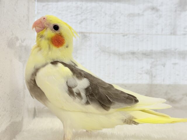 オカメインコ