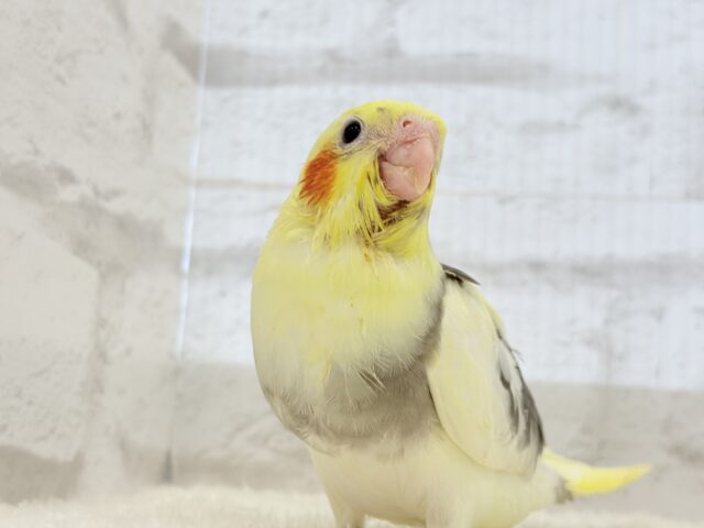 オカメインコ