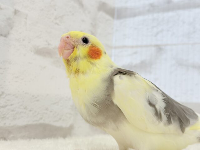 オカメインコ