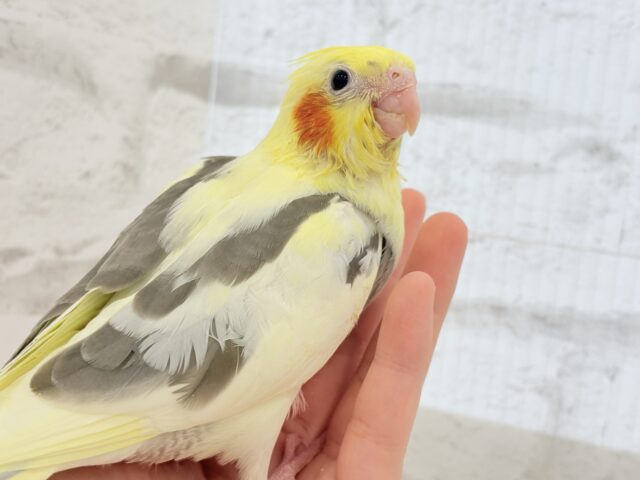 オカメインコ