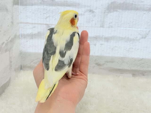 オカメインコ