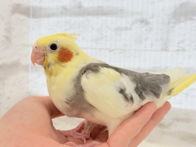 オカメインコ