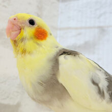 【最新画像更新🪄】可愛い顔したちびっ子怪獣🐣🍬オカメインコ(パイド) ヒナ