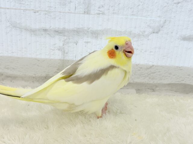 オカメインコ