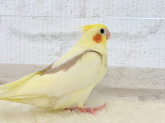 オカメインコ