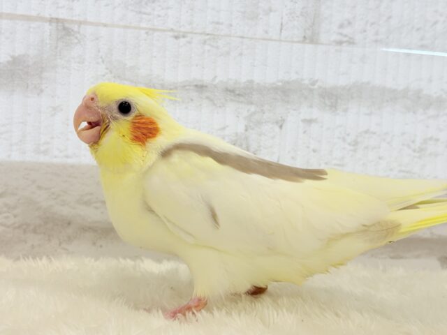 オカメインコ