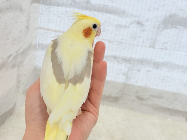 オカメインコ