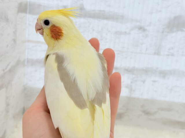オカメインコ