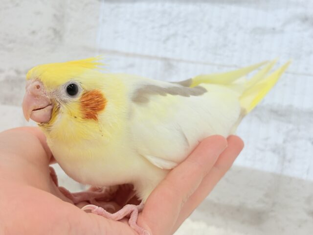 オカメインコ