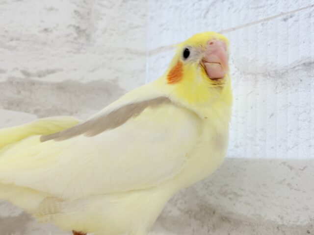オカメインコ