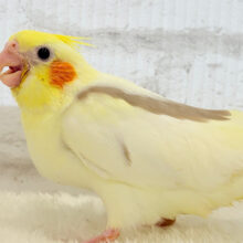 【最新画像更新🪄】美鳥🐥💖カフェラテちゃん♬*°オカメインコ(シナモンパイド) ヒナ