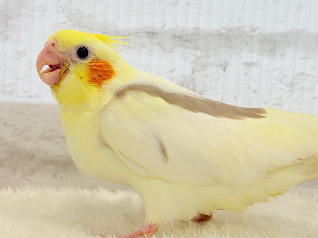 【最新画像更新🪄】美鳥🐥💖カフェラテちゃん♬*°オカメインコ(シナモンパイド) ヒナ