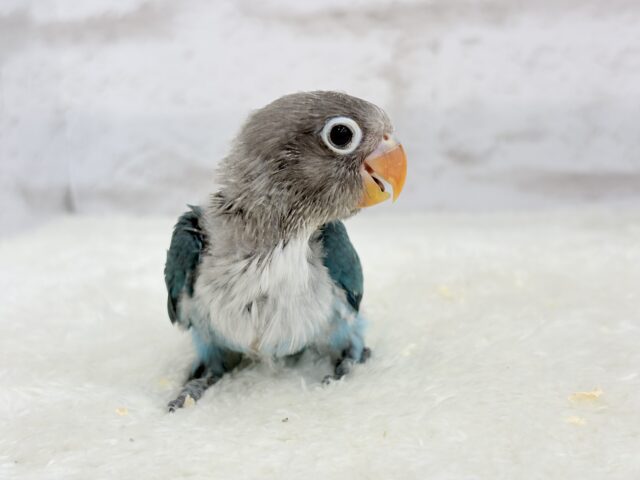 ブルーボタンインコ
