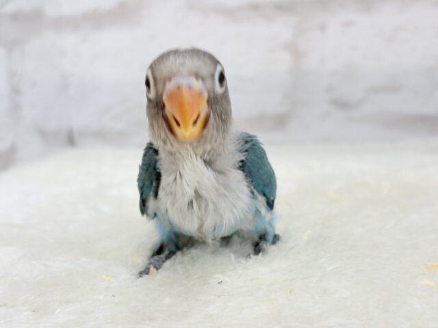ブルーボタンインコ