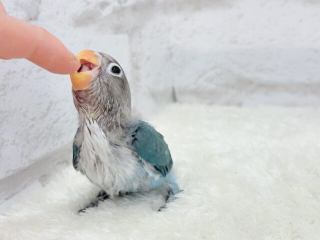 ブルーボタンインコ