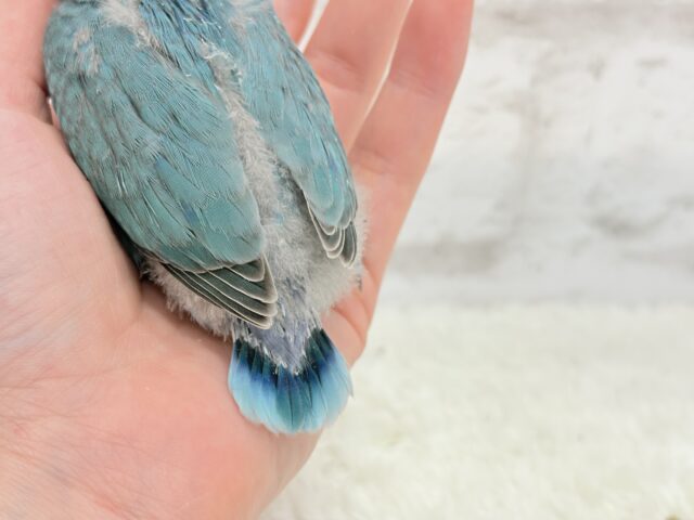 ブルーボタンインコ