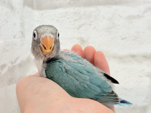 ブルーボタンインコ