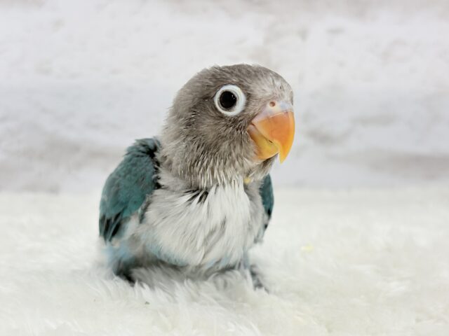 ブルーボタンインコ