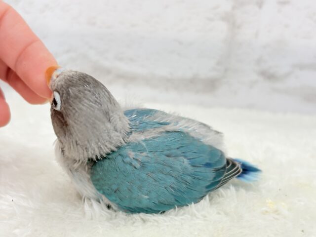 ブルーボタンインコ