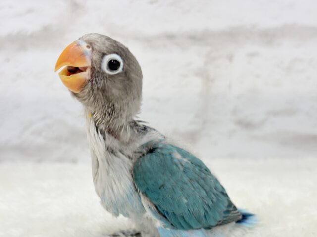 ブルーボタンインコ