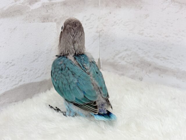 ブルーボタンインコ