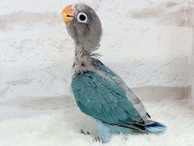 ブルーボタンインコ