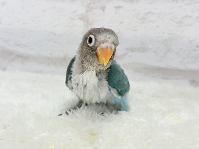 ブルーボタンインコ