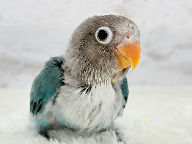 【最新画像更新🪄】同じ景色を共有したいね🌷🫧ブルーボタンインコ ヒナ