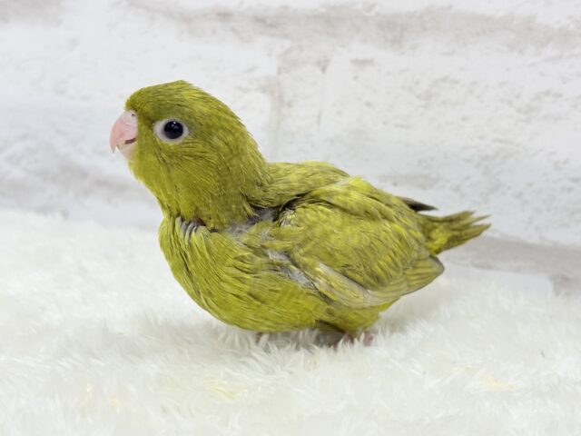 サザナミインコ