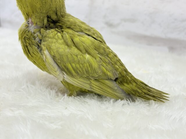 サザナミインコ