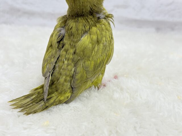 サザナミインコ