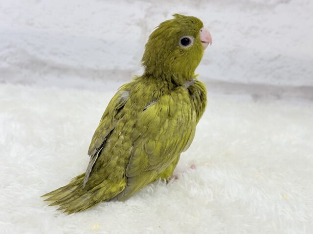サザナミインコ