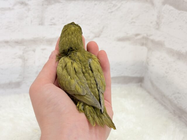 サザナミインコ