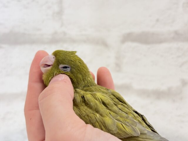 サザナミインコ