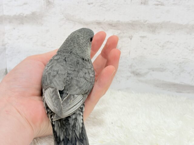 サザナミインコ