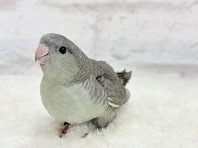 サザナミインコ
