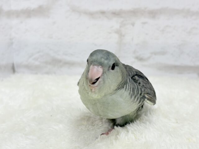 サザナミインコ