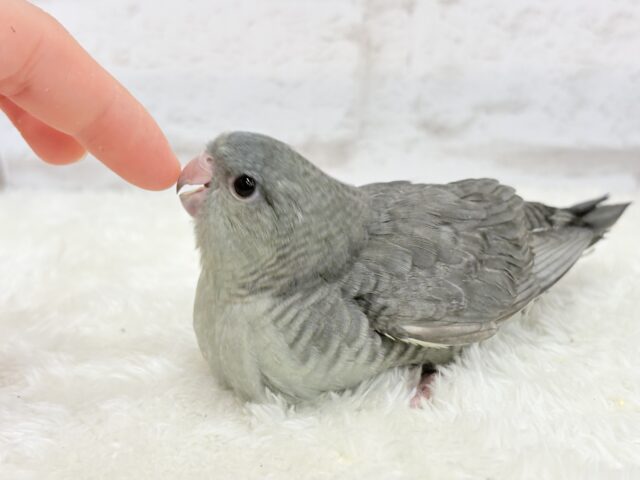 サザナミインコ