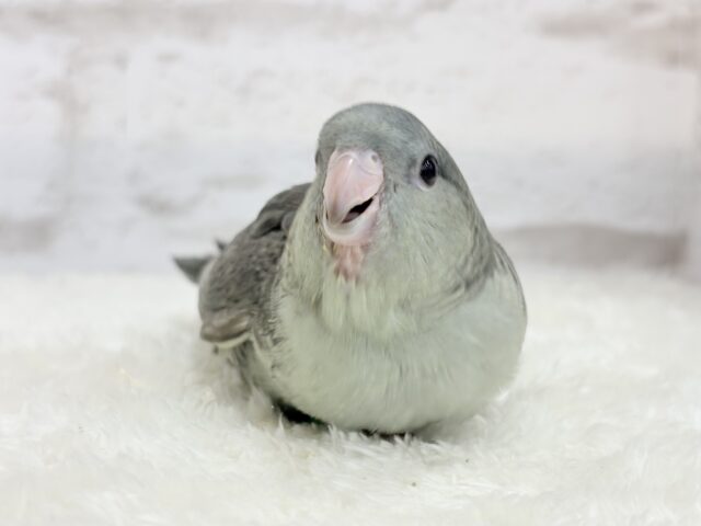 サザナミインコ