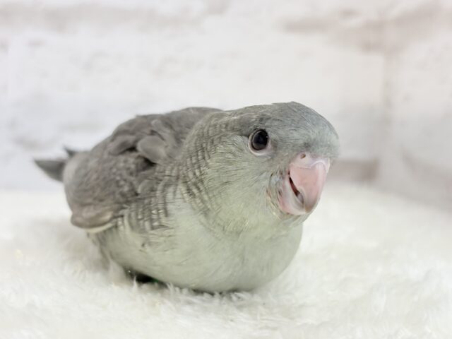 サザナミインコ