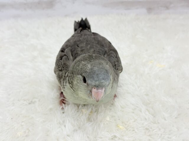 サザナミインコ