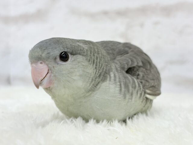 サザナミインコ