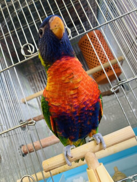 ゴシキセイガイインコ
