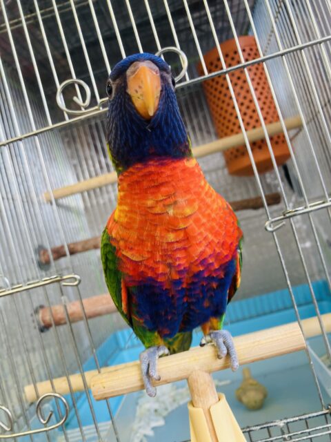 ゴシキセイガイインコ